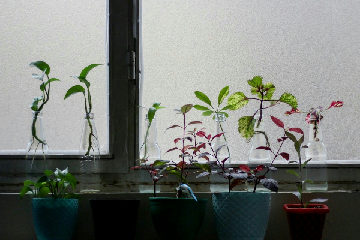 Quando le piante di casa appassiscono: tutti i segnali da non ignorare e cosa fare subito