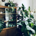 Quando le piante di casa appassiscono: tutti i segnali da non ignorare e cosa fare subito