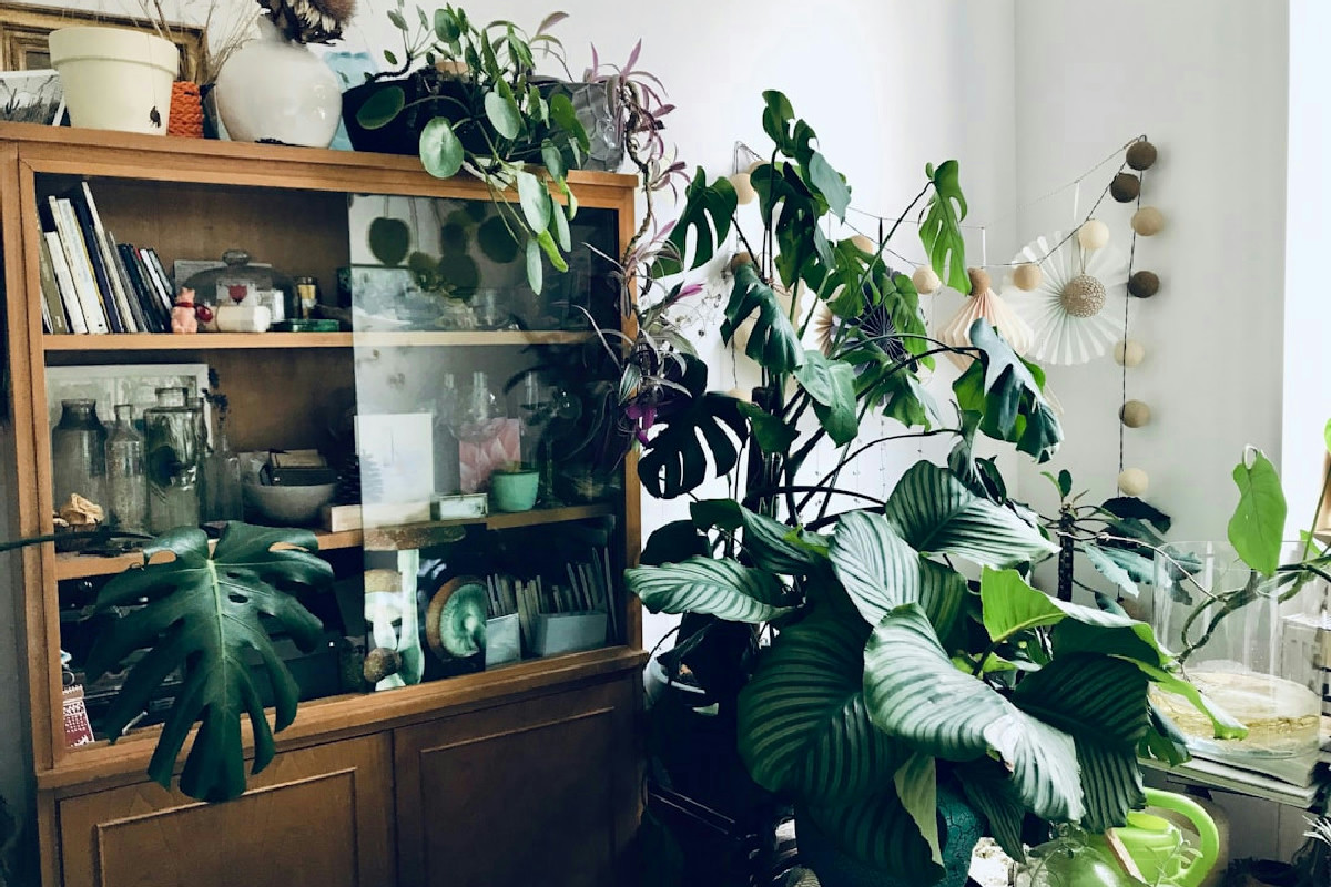 Quando le piante di casa appassiscono: tutti i segnali da non ignorare e cosa fare subito